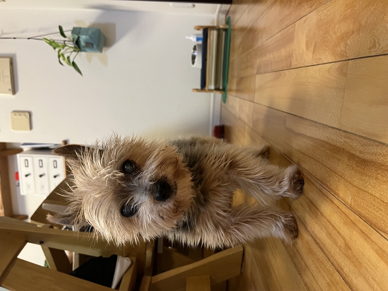 �y�b�g����G�܂ނ��Ă��i��