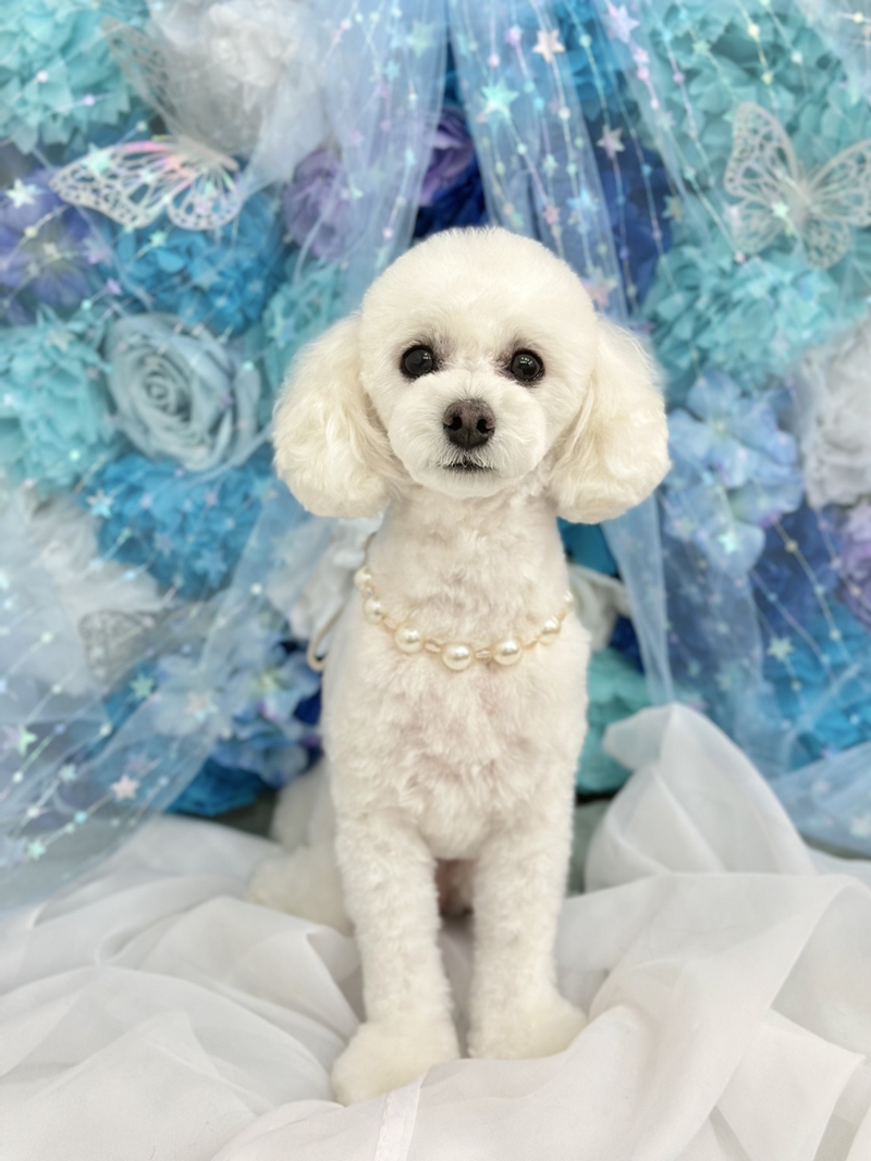 �y�b�g����G�܂ނ��Ă��i��