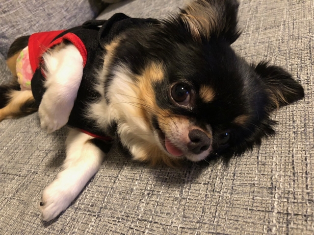 �y�b�g����G�܂ނ��Ă��i��