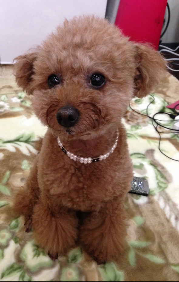 �y�b�g����G�܂ނ��Ă��i��